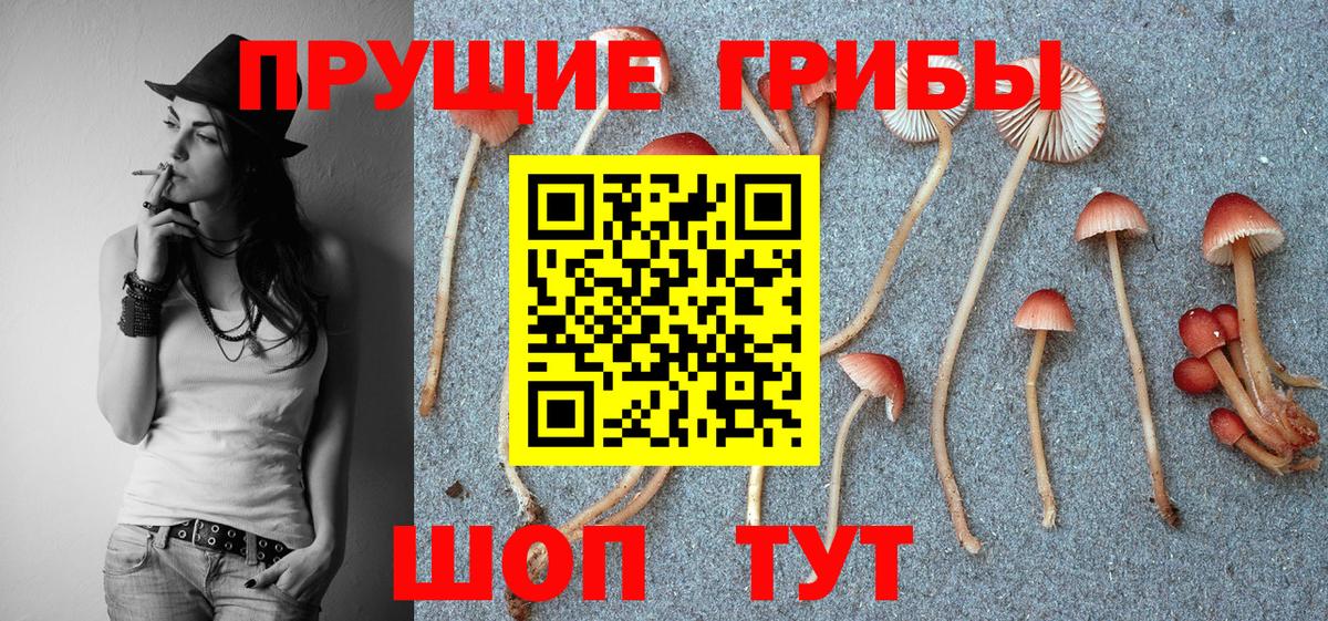 Галлюциногенные грибы прущие грибы  Вход с VPN  Камышлов 